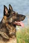 East German Shepherd portrait