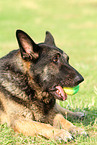 lying East German Shepherd