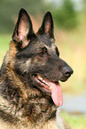 East German Shepherd portrait
