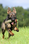 playing east German Shepherd