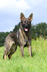 east German Shepherd