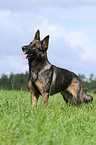 east German Shepherd