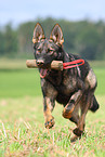 playing east German Shepherd