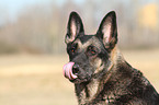 East German Shepherd Portrait