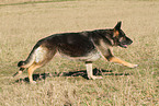 running East German Shepherd
