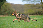 playing German Shepherd GDR