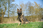 sitting German Shepherd GDR