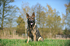 sitting German Shepherd GDR