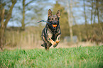 playing German Shepherd GDR