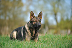 lying German Shepherd GDR
