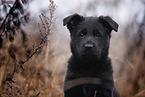 7 weeks old GDR Shepherd Puppy