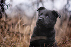 7 weeks old GDR Shepherd Puppy