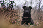 7 weeks old GDR Shepherd Puppy