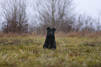 7 weeks old GDR Shepherd Puppy