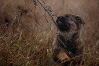 7 weeks old GDR Shepherd Puppy