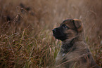 7 weeks old GDR Shepherd Puppy