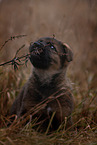 7 weeks old GDR Shepherd Puppy