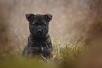 7 weeks old GDR Shepherd Puppy