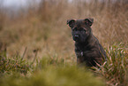 7 weeks old GDR Shepherd Puppy