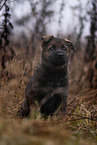 7 weeks old GDR Shepherd Puppy