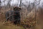 7 weeks old GDR Shepherd Puppy