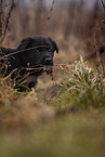 7 weeks old GDR Shepherd Puppy