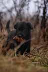 7 weeks old GDR Shepherd Puppy