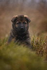 7 weeks old GDR Shepherd Puppy