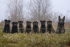 7 weeks old GDR Shepherd Puppies