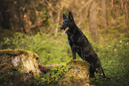 black GDR Shepherd