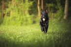 black GDR Shepherd