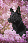 black GDR Shepherd