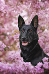 black GDR Shepherd
