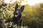 black GDR Shepherd