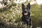 black GDR Shepherd