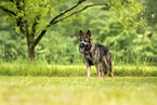 GDR Shepherd