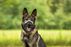GDR Shepherd