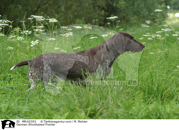 Deutsch Kurzhaar / German Shorthaired Pointer / RR-02353