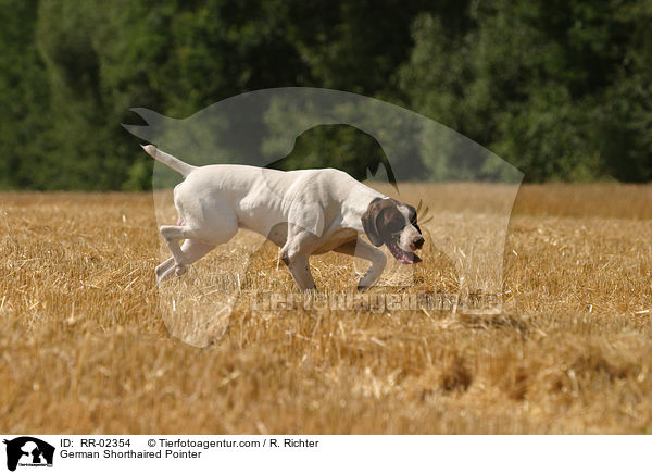 Deutsch Kurzhaar / German Shorthaired Pointer / RR-02354