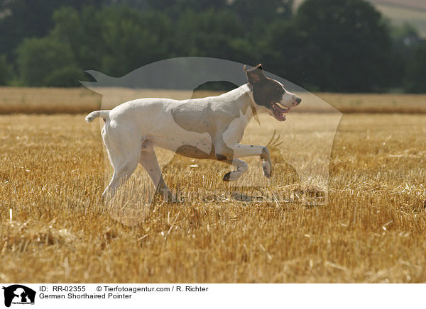 Deutsch Kurzhaar / German Shorthaired Pointer / RR-02355