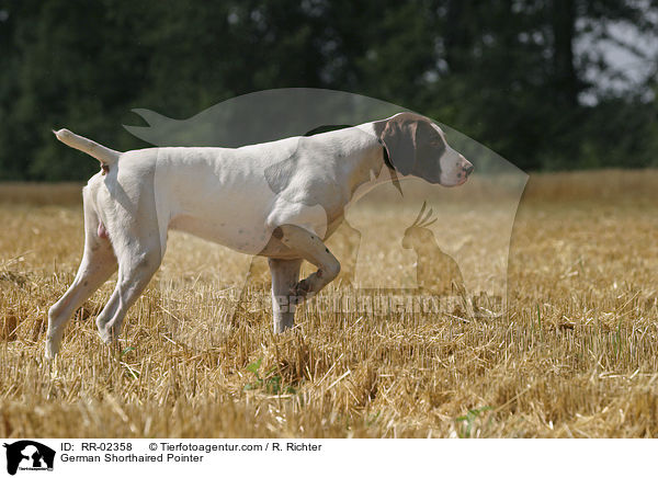 Deutsch Kurzhaar / German Shorthaired Pointer / RR-02358