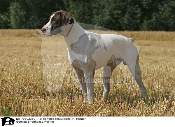 Deutsch Kurzhaar / German Shorthaired Pointer / RR-02360