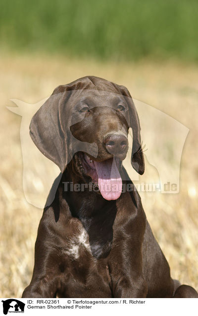 Deutsch Kurzhaar / German Shorthaired Pointer / RR-02361