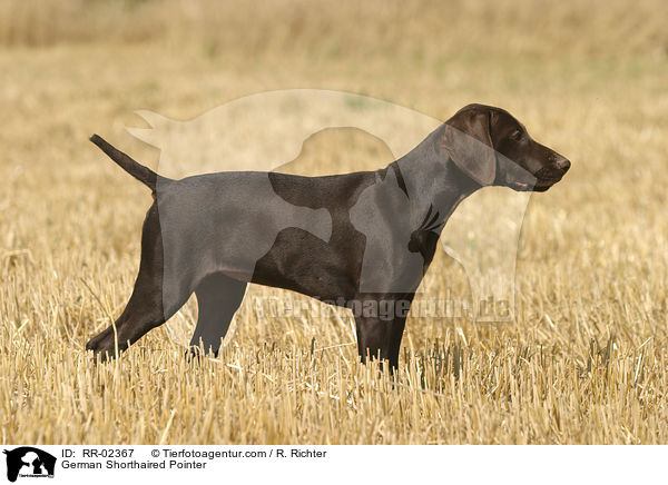 Deutsch Kurzhaar / German Shorthaired Pointer / RR-02367