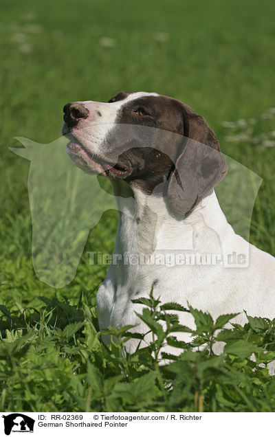 Deutsch Kurzhaar / German Shorthaired Pointer / RR-02369