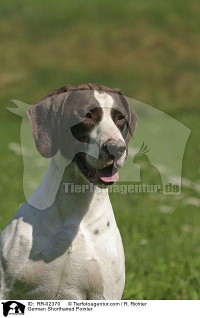 Deutsch Kurzhaar / German Shorthaired Pointer / RR-02370