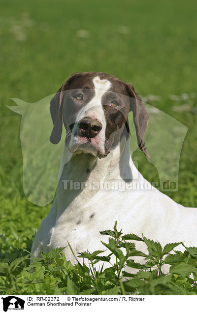 Deutsch Kurzhaar / German Shorthaired Pointer / RR-02372