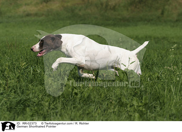 Deutsch Kurzhaar / German Shorthaired Pointer / RR-02373