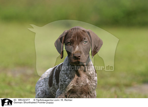 Deutsch Kurzhaar Welpe / German Shorthaired Pointer puppy / RR-02377
