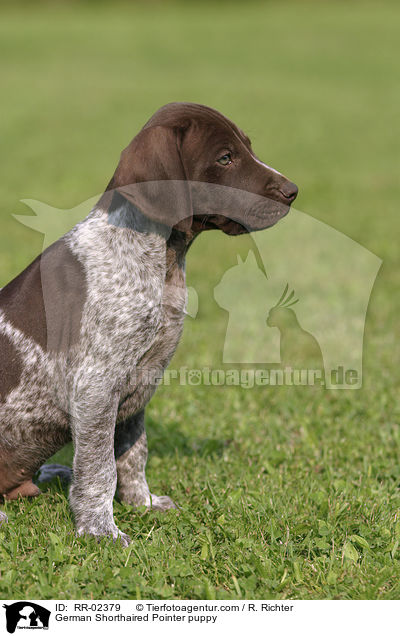 Deutsch Kurzhaar Welpe / German Shorthaired Pointer puppy / RR-02379